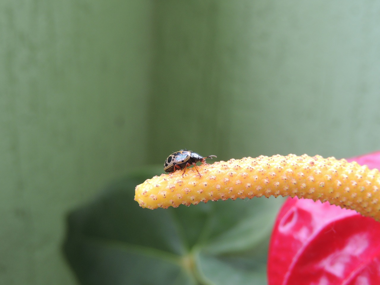 macro insect ladybug free photo