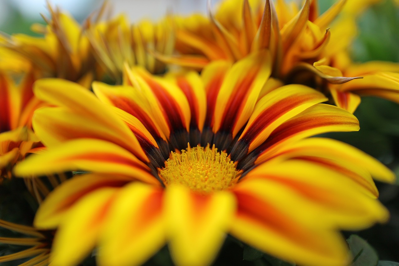 macro ice plant flower free photo