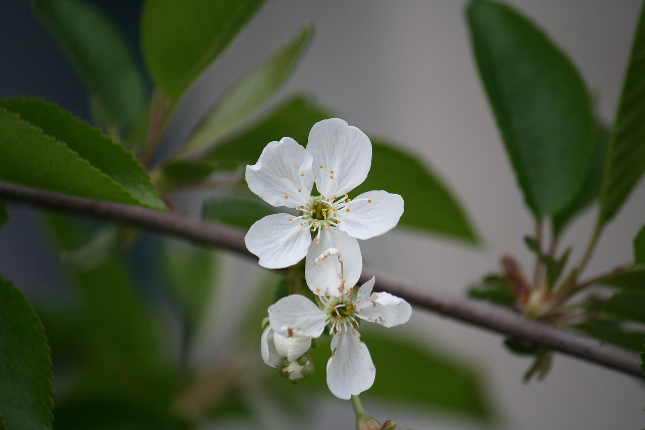 macro flower spring flower free photo