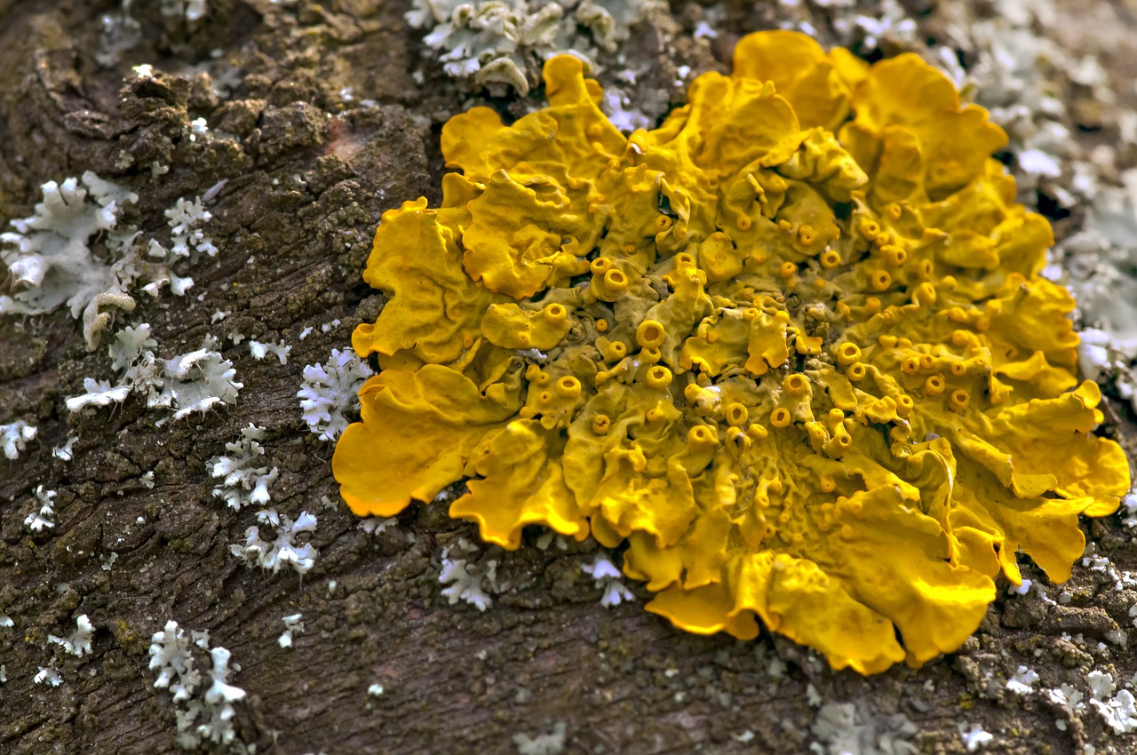 macro mushroom tree free photo