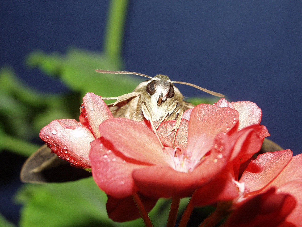 macro butterfly flowers free photo