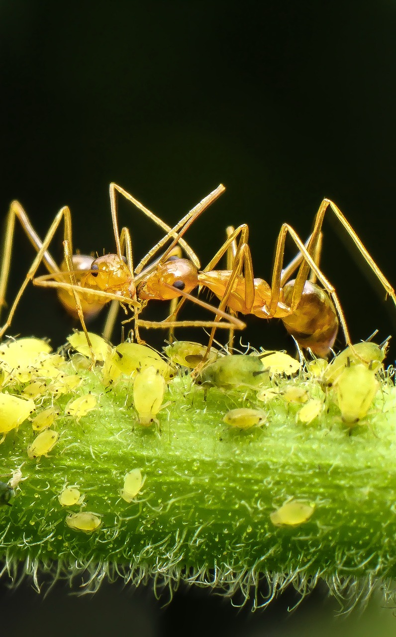 macro ant wild free photo