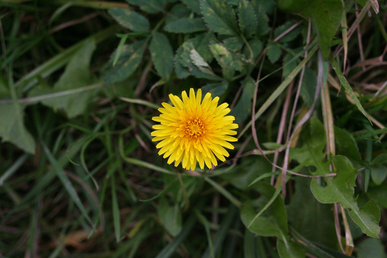 macro flowers summer free photo