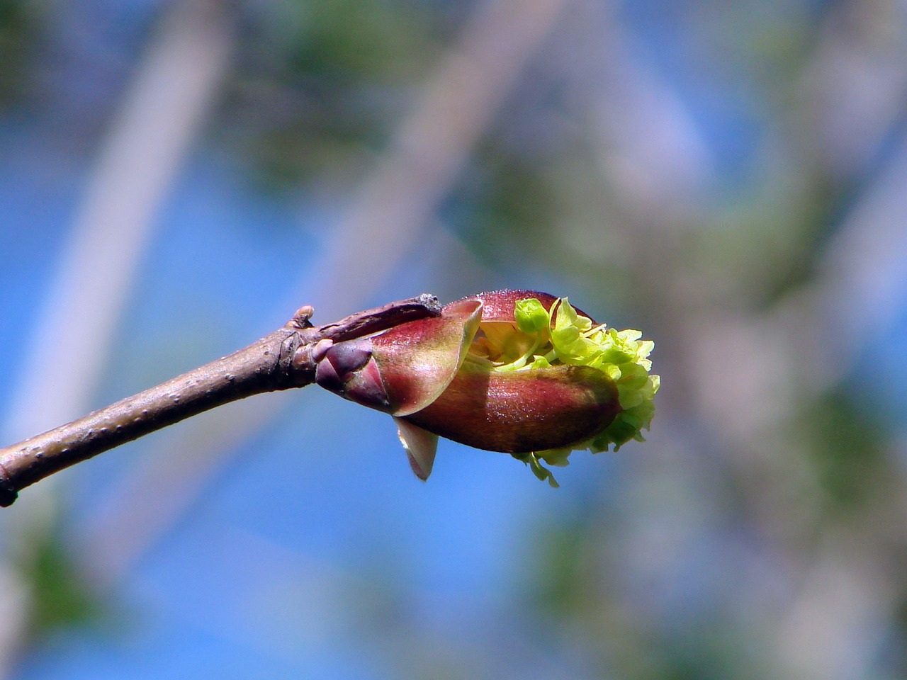 macro plant bud free photo