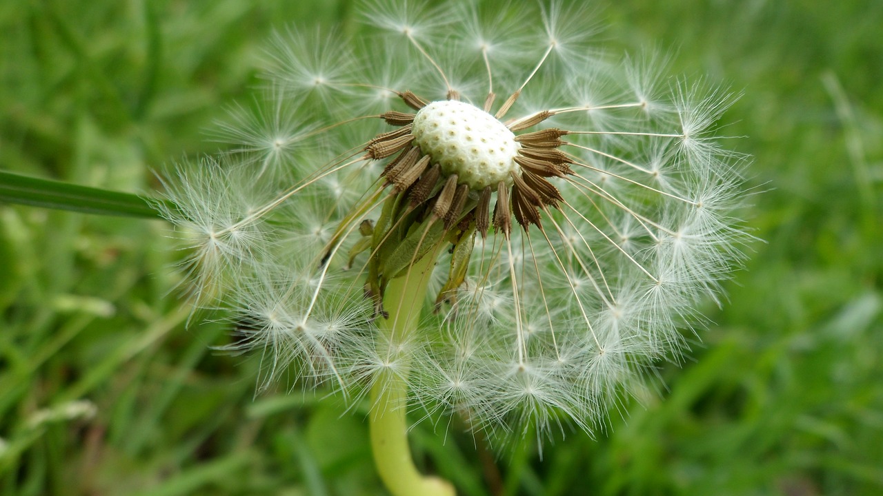 macro nature dandelion free photo