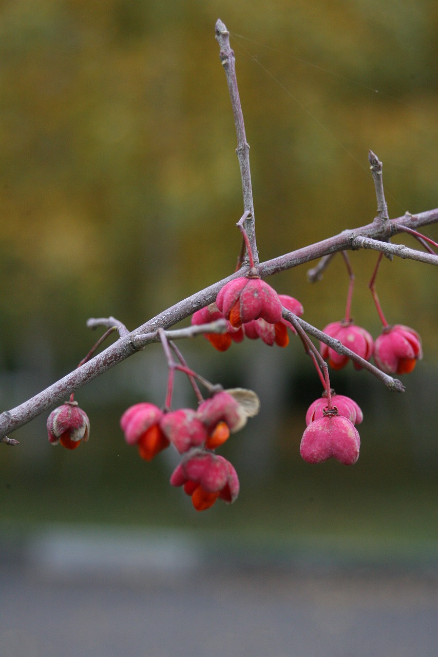 macro tree nature free photo