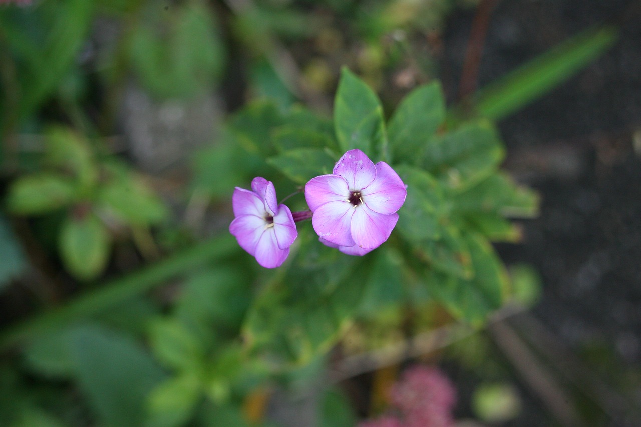 macro pink flower free photo