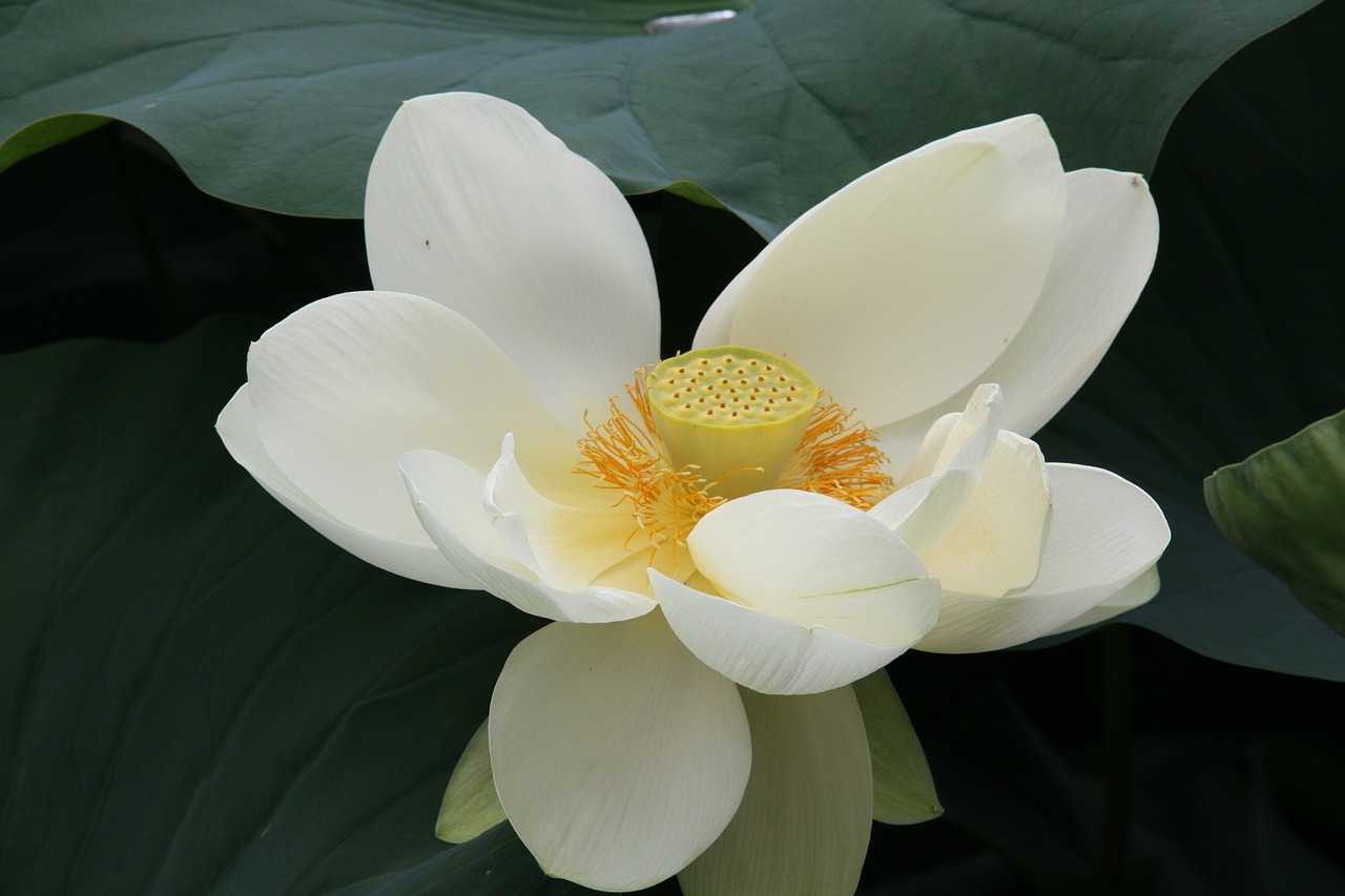 macro lotus blossom close free photo