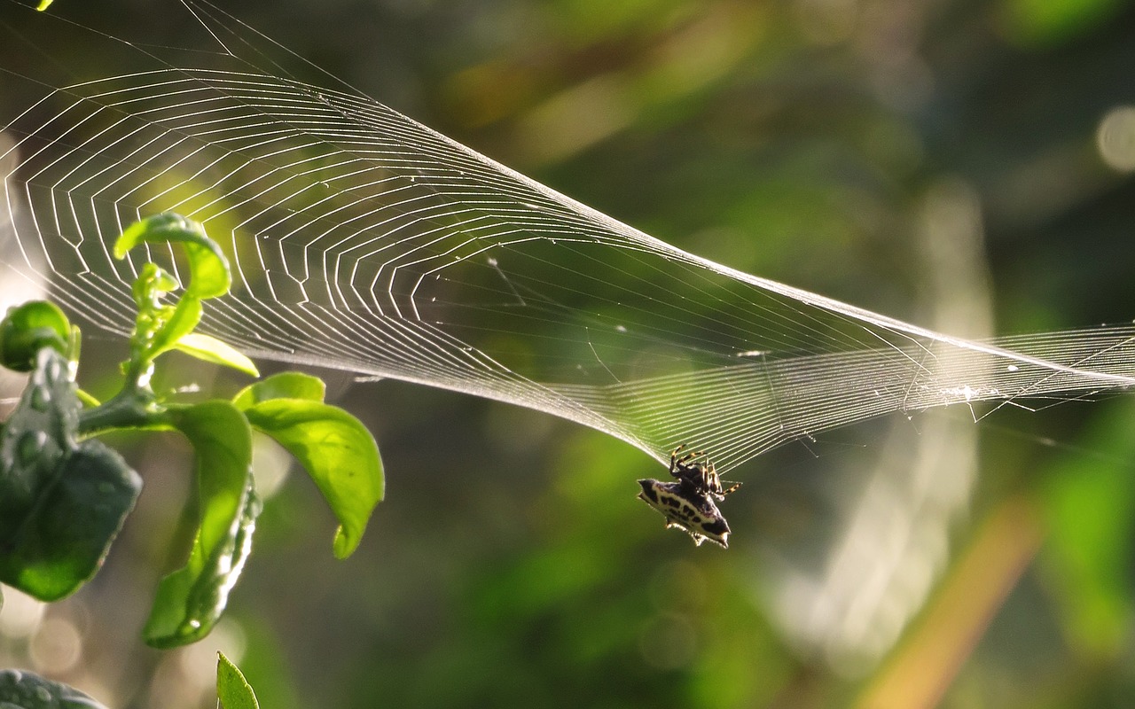 macro spider weaving web free photo