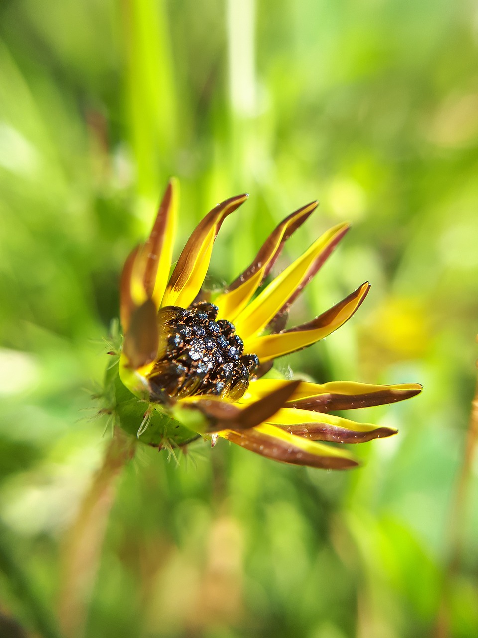 macro nature summer free photo