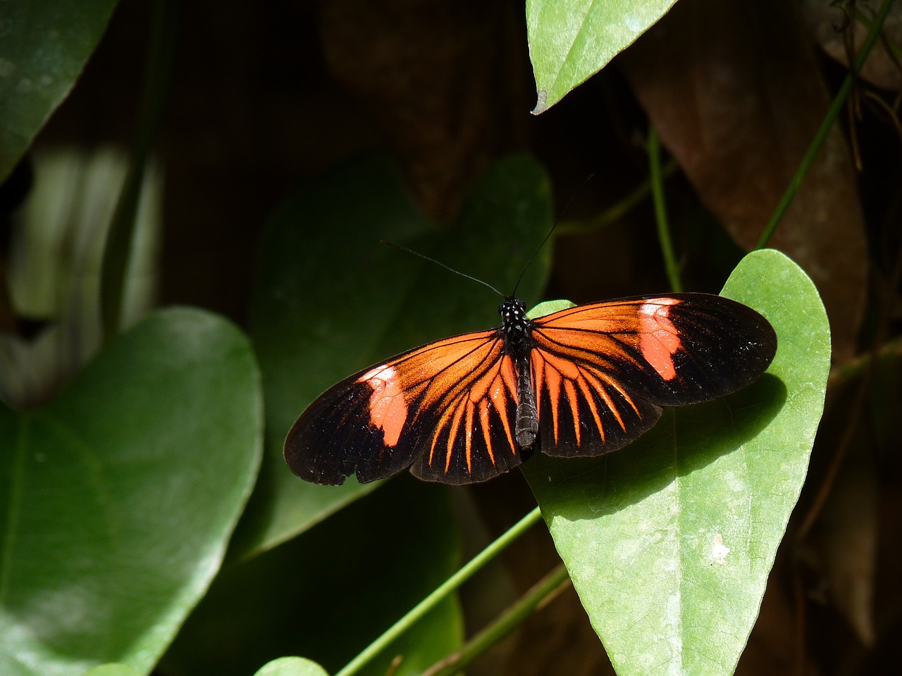 macro leaf butterfly free photo