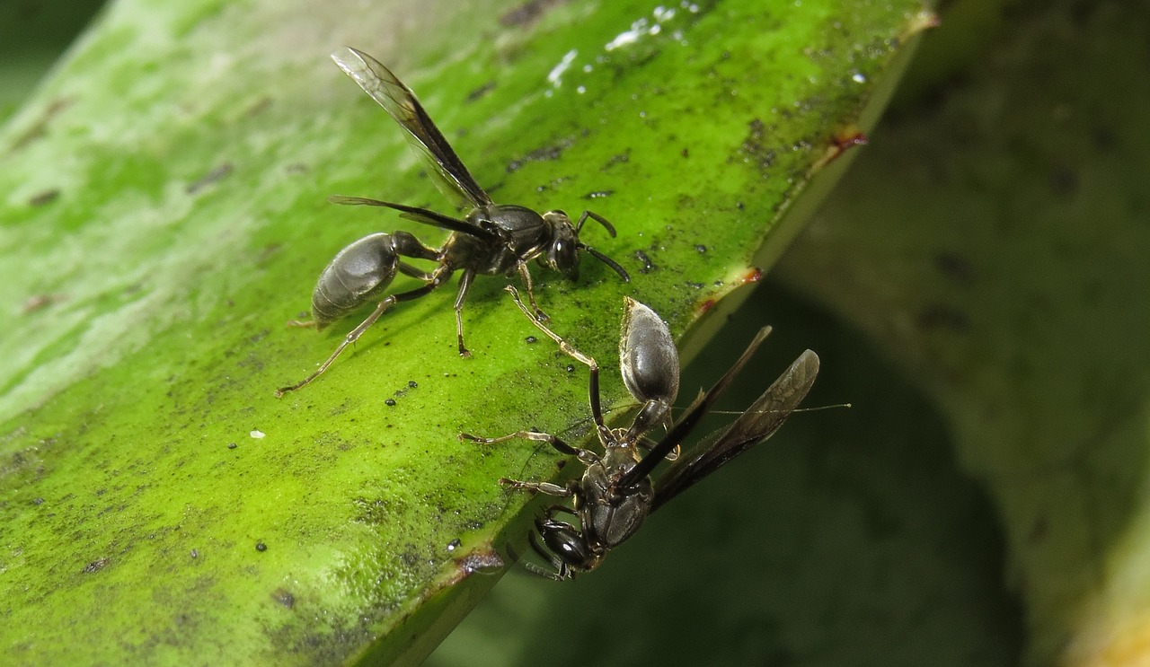 macro insect wasp free photo