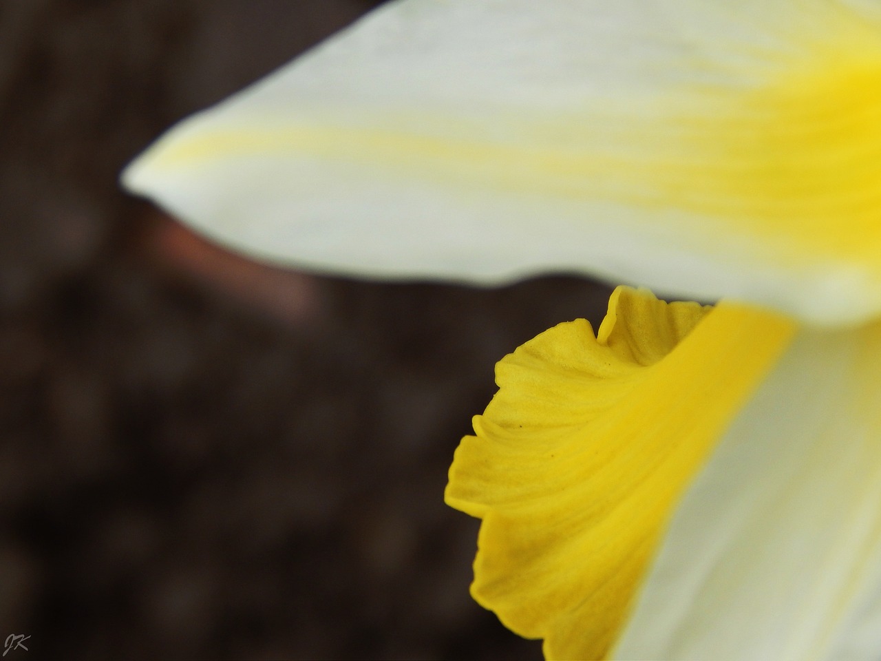 macro yellow white free photo