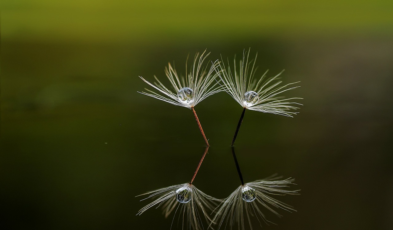 macro nature reflection free photo