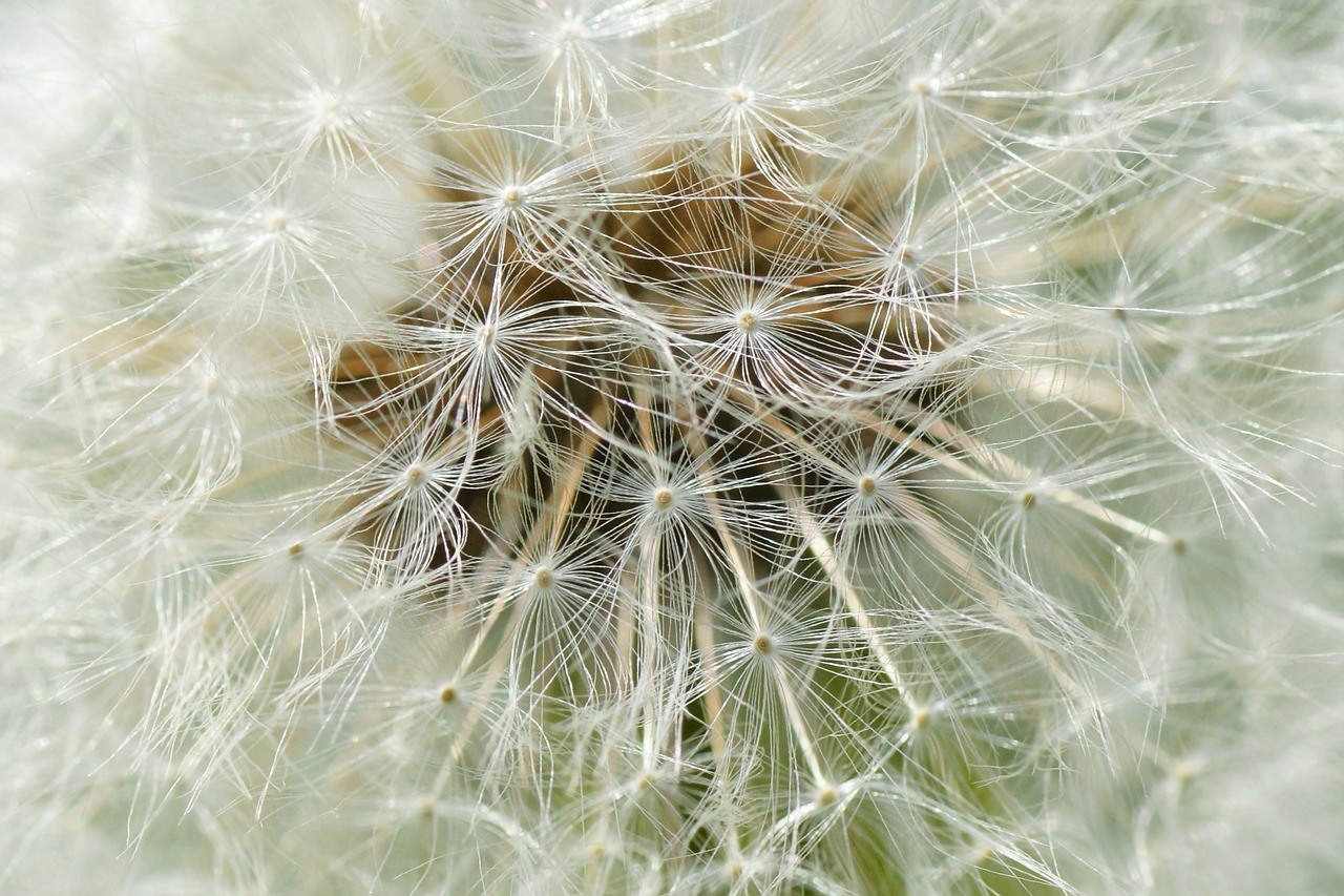 macro dandelion chmíří free photo