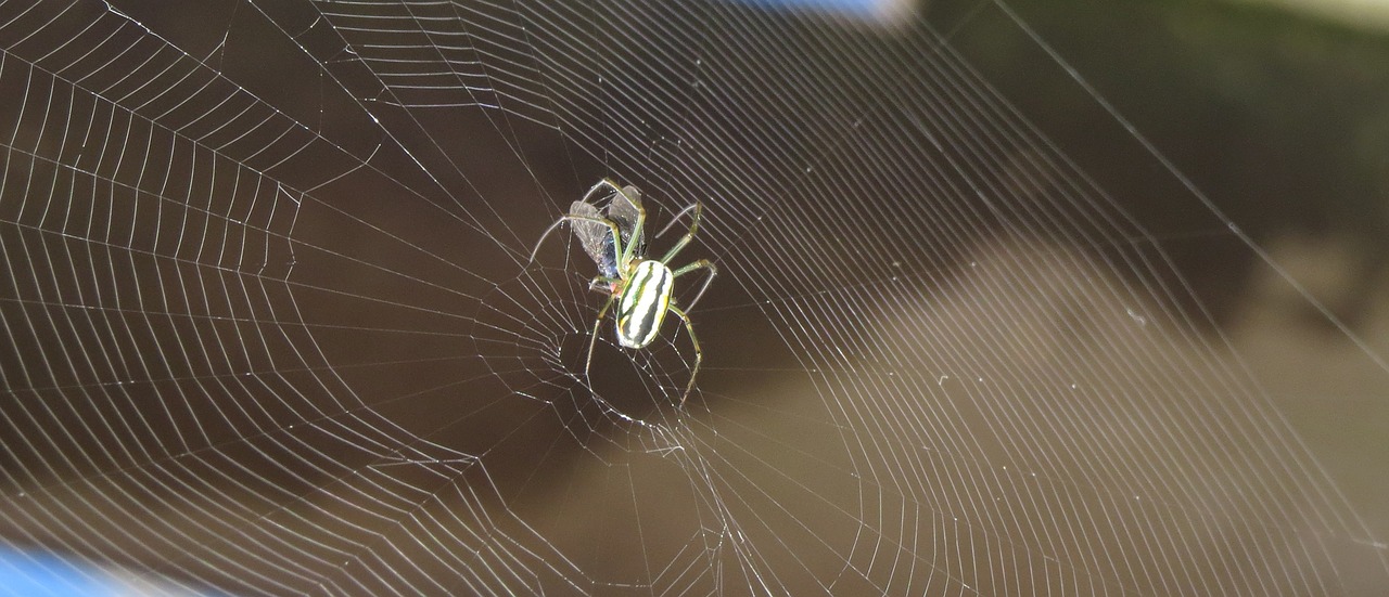 macro nature spider free photo