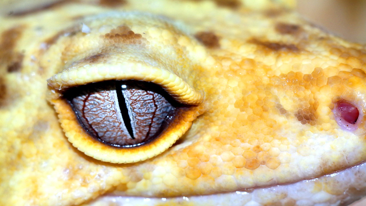 macro  leopard gecko  reptiles free photo