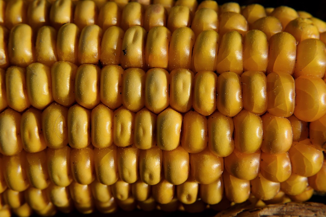 macro  corn on the cob  corn free photo