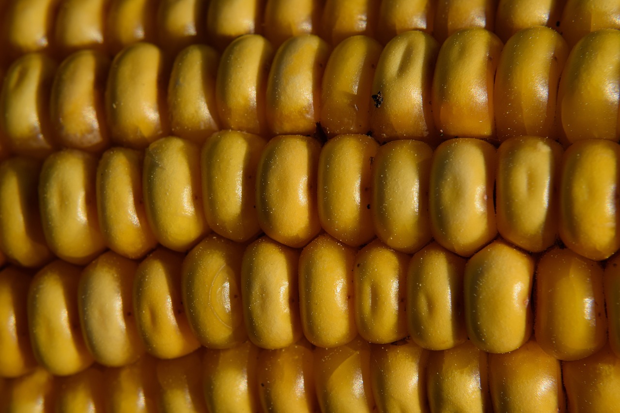macro  corn on the cob  corn free photo