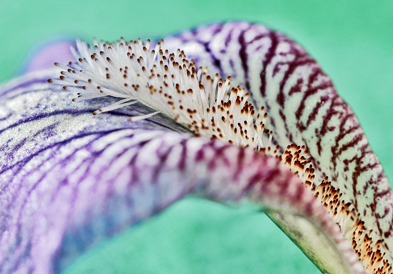 macro  iris  lily free photo