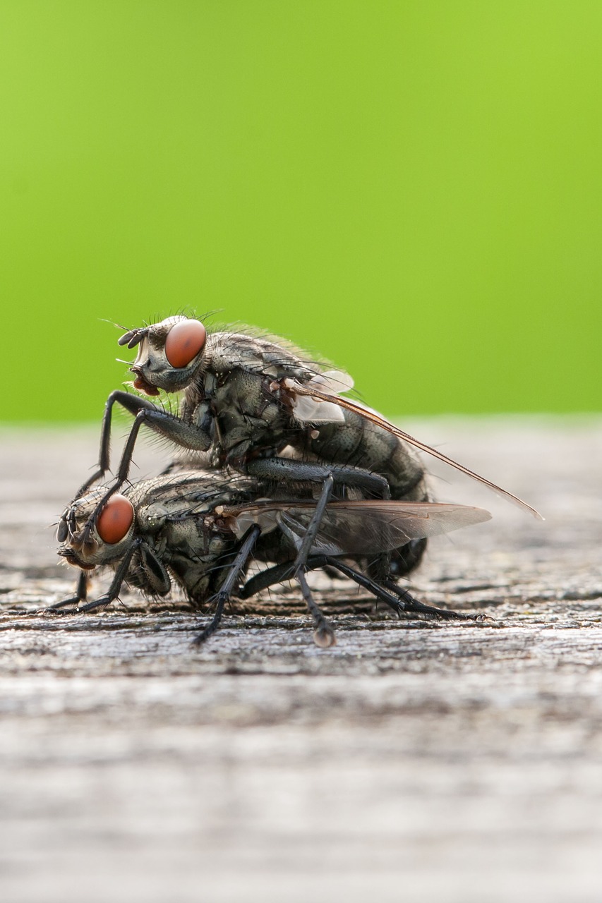 macro  insect  flying free photo