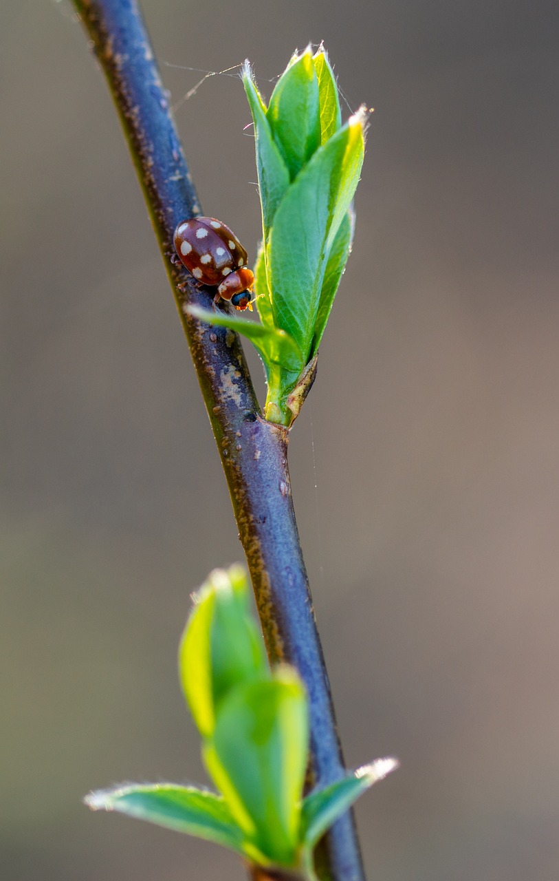 macro  ladybug  insect free photo