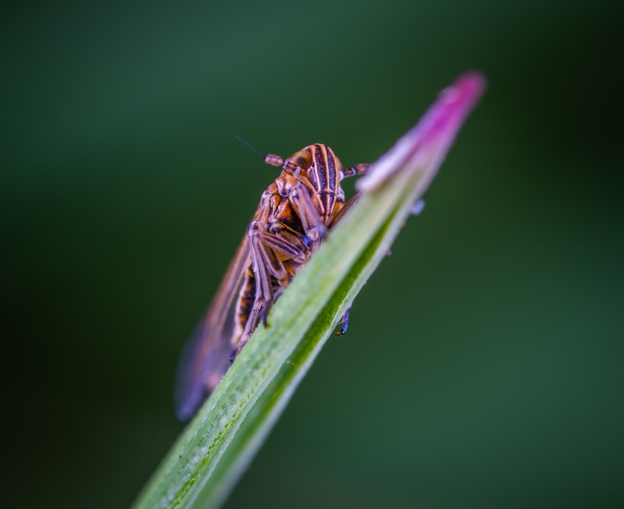 macro  insect  for ordinary high rot leafhopper free photo