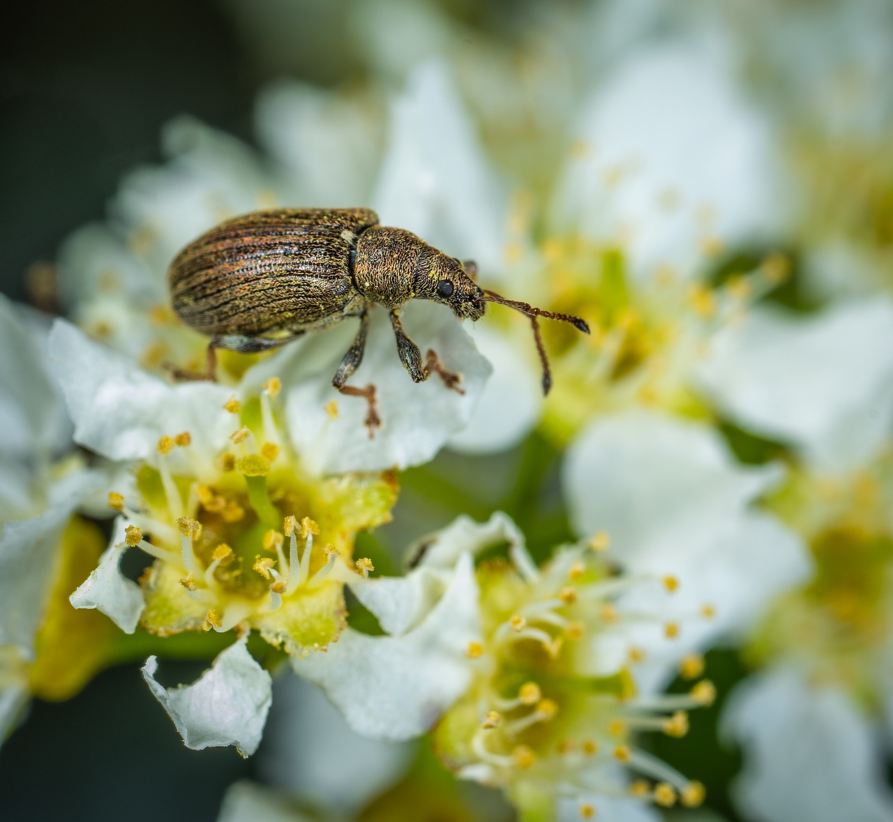 macro  beetle  insect free photo