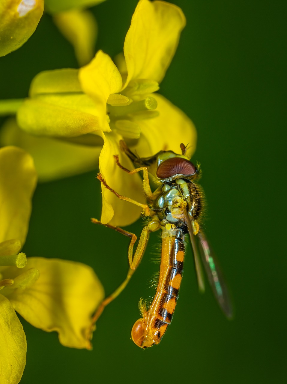 macro  insect  flower free photo