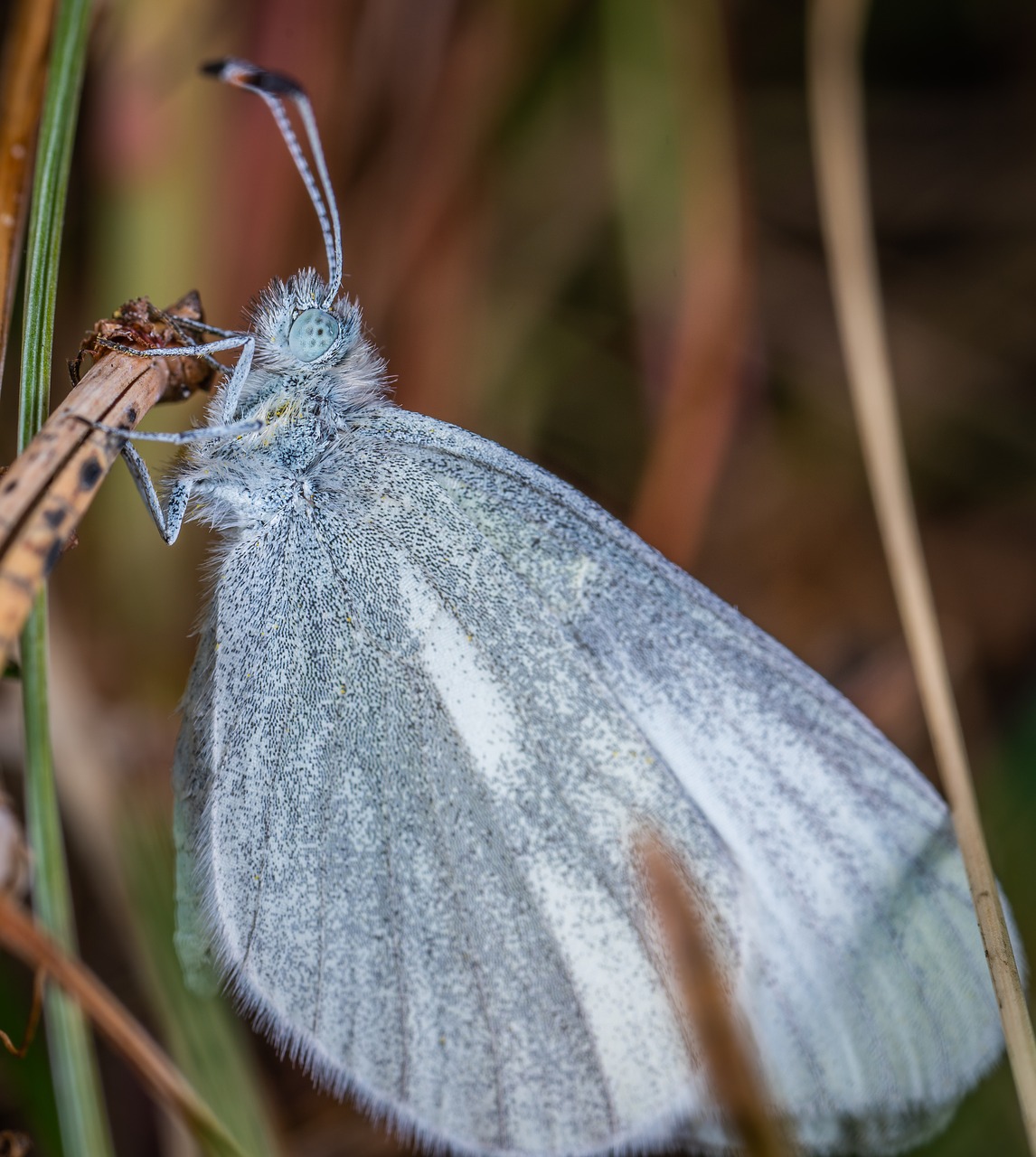 macro  insect  butterfly free photo