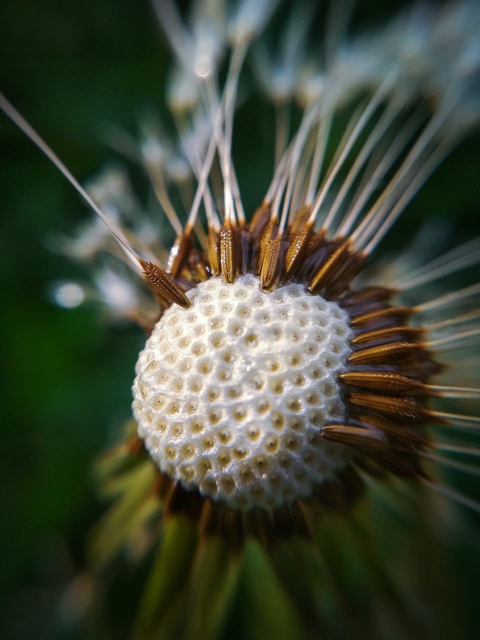 macro  dandelion free pictures free photo