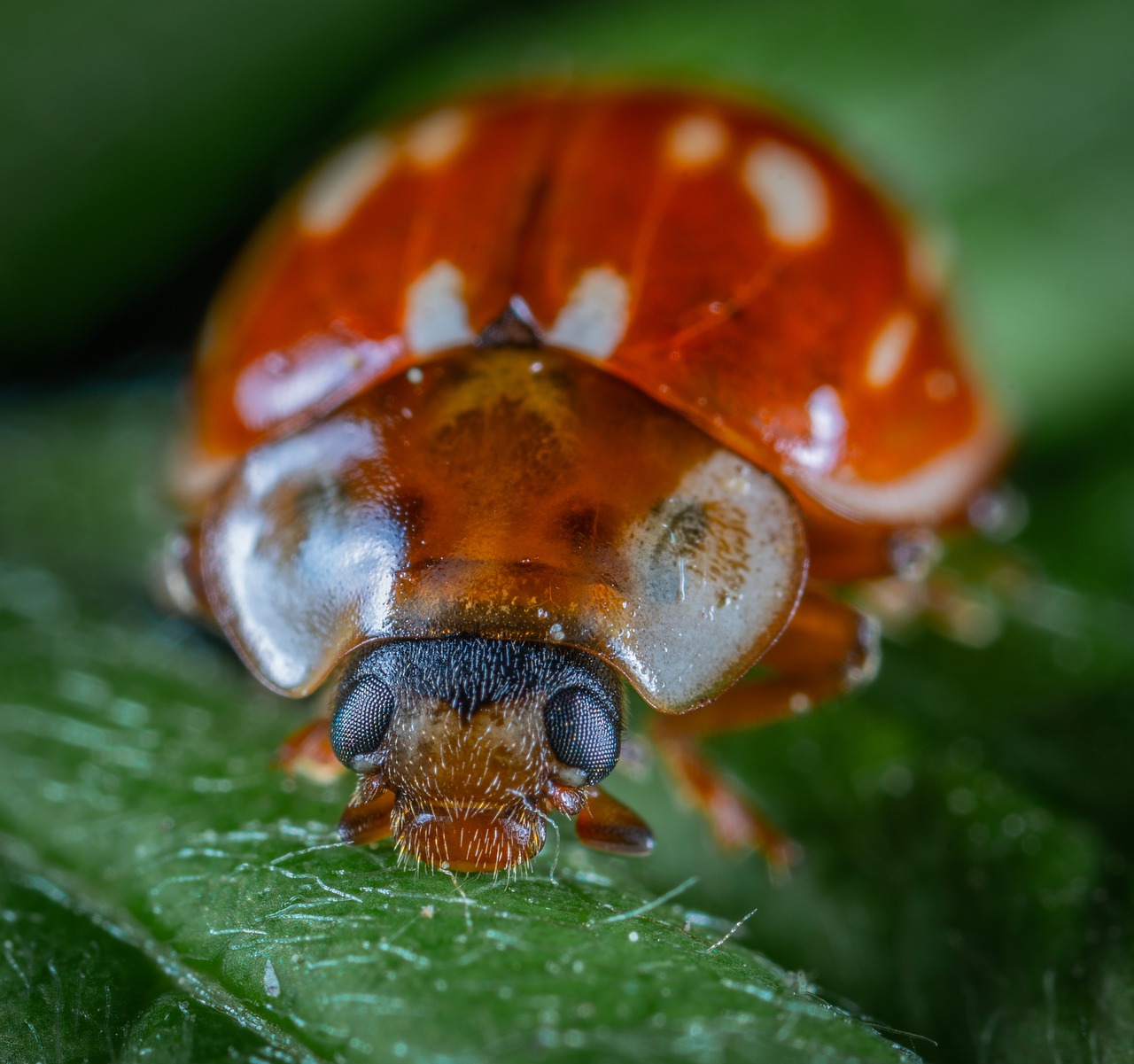 macro  beetle  insect free photo