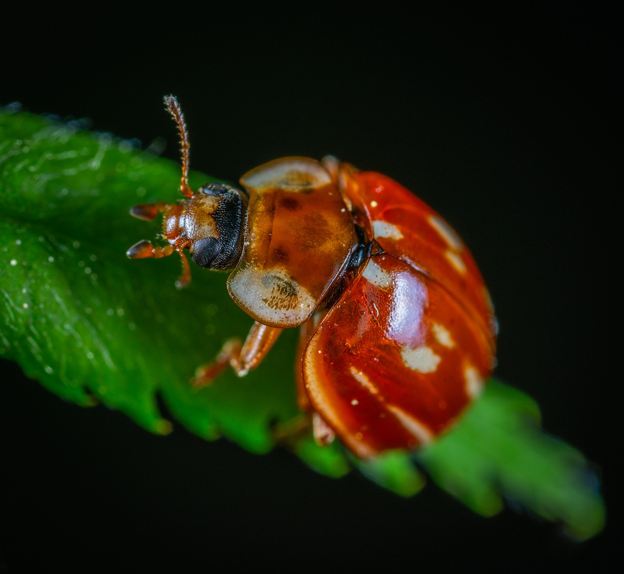 macro  insect  beetle free photo