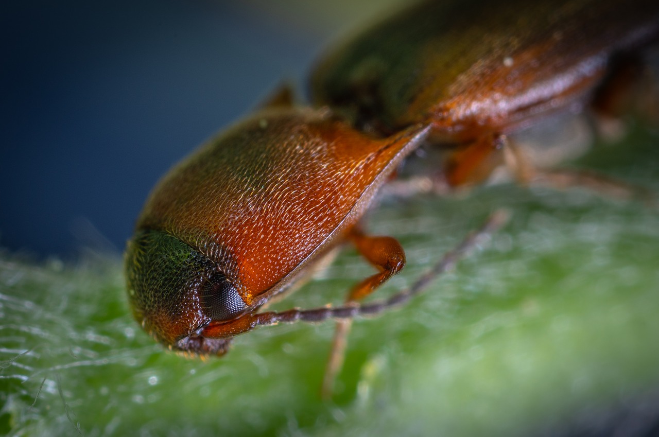 macro  insect  beetle free photo