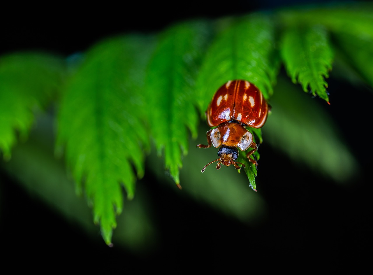 macro  insect  beetle free photo