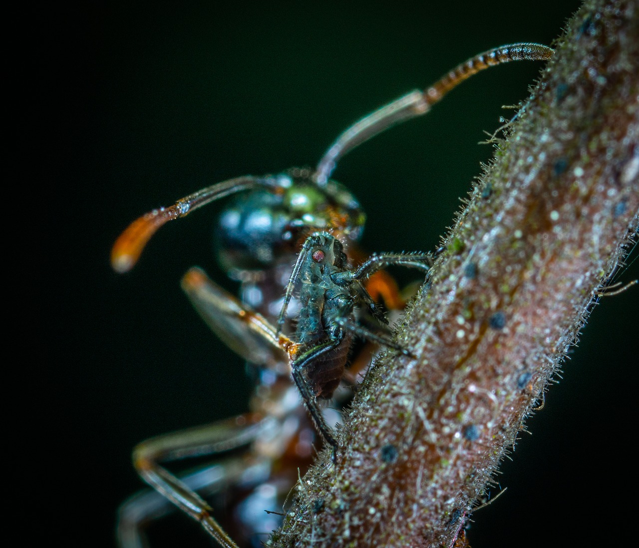 macro  insect  ant free photo