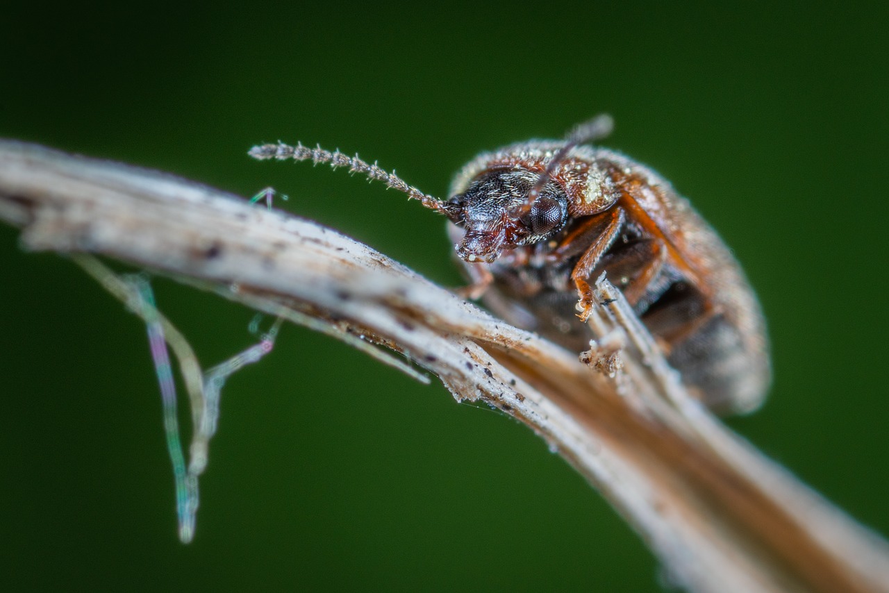 macro  insect  beetle free photo