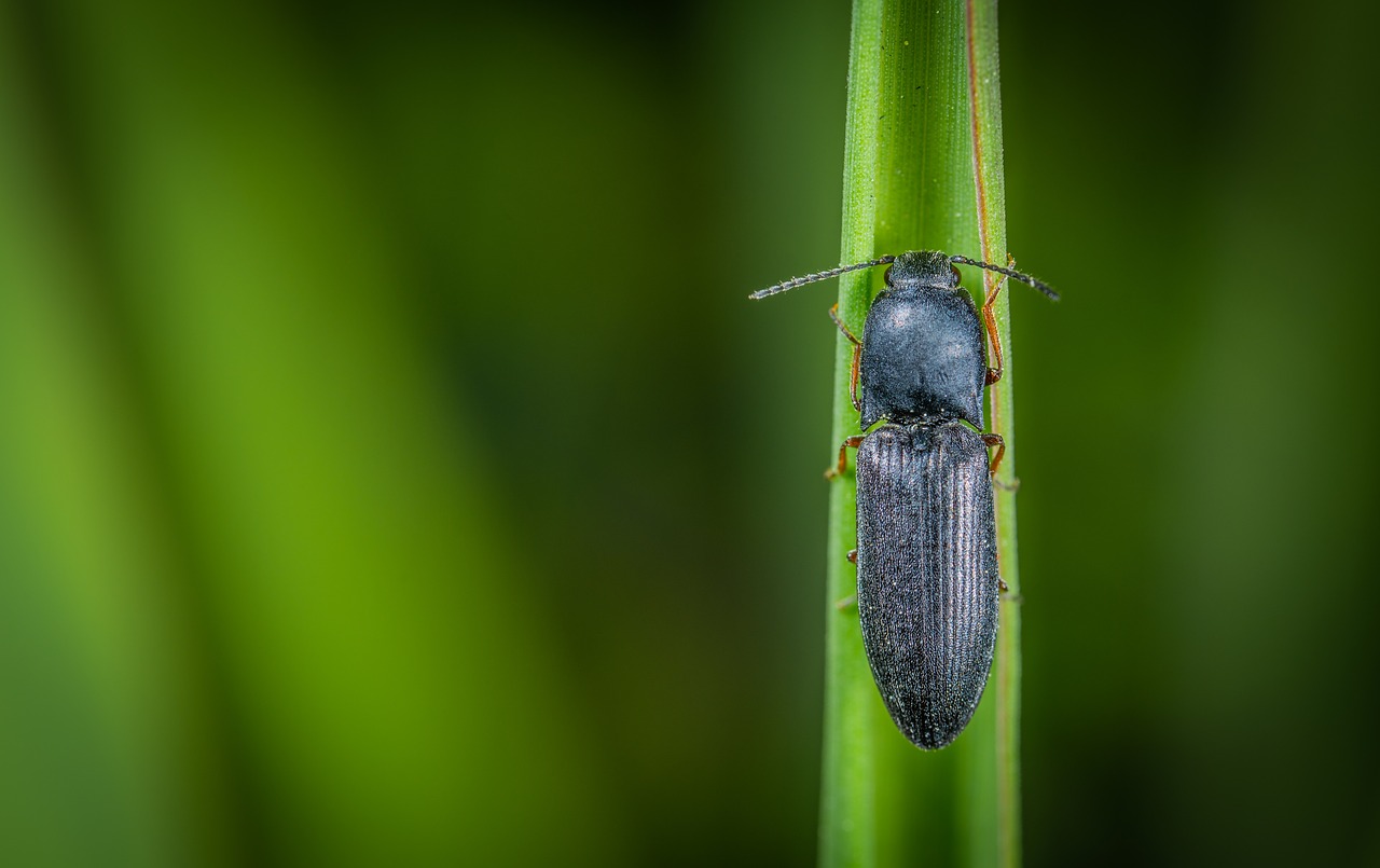 macro  insect  beetle free photo