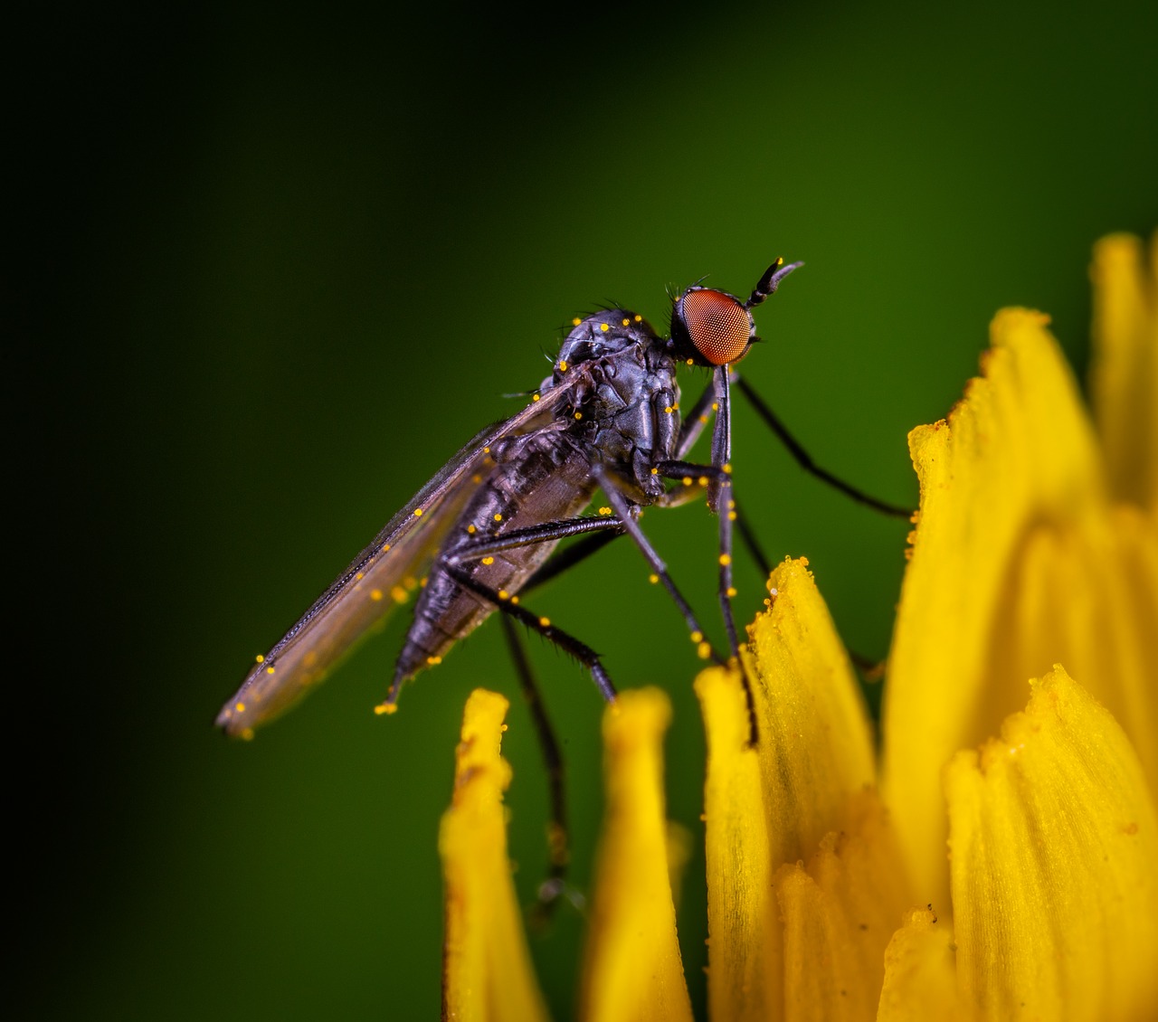 macro  insect  fly free photo