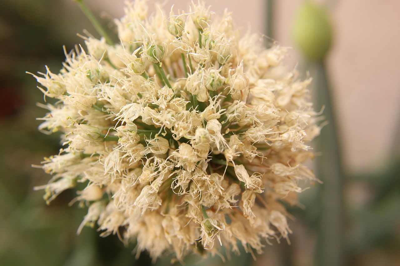 macro  bloom  plant free photo