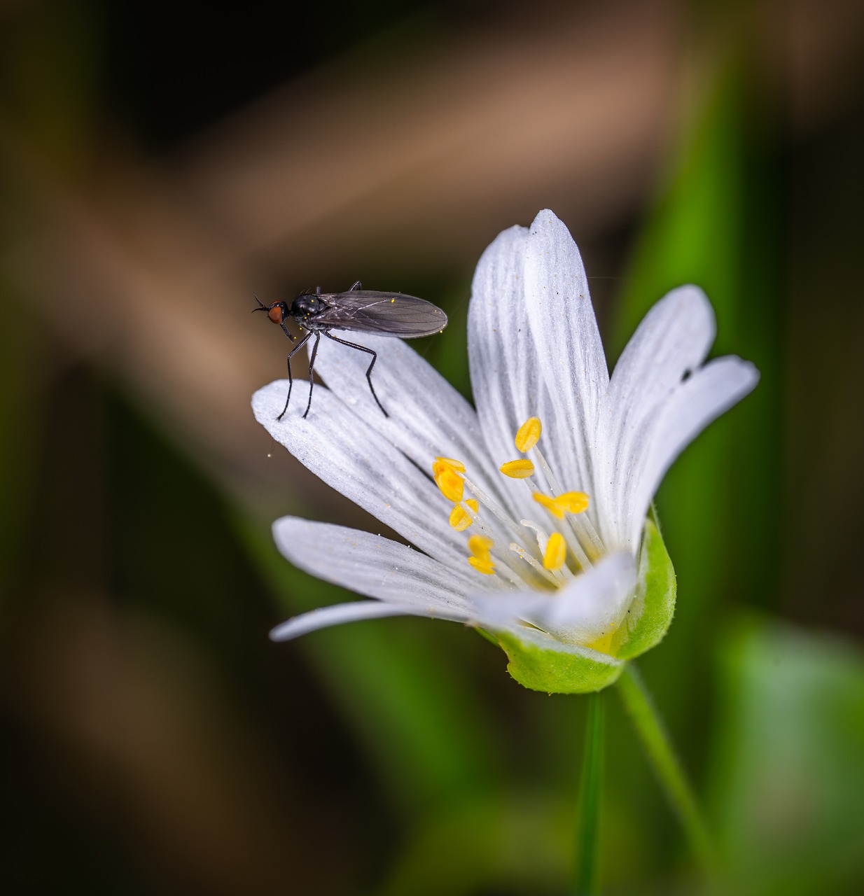 macro  insect  flower free photo