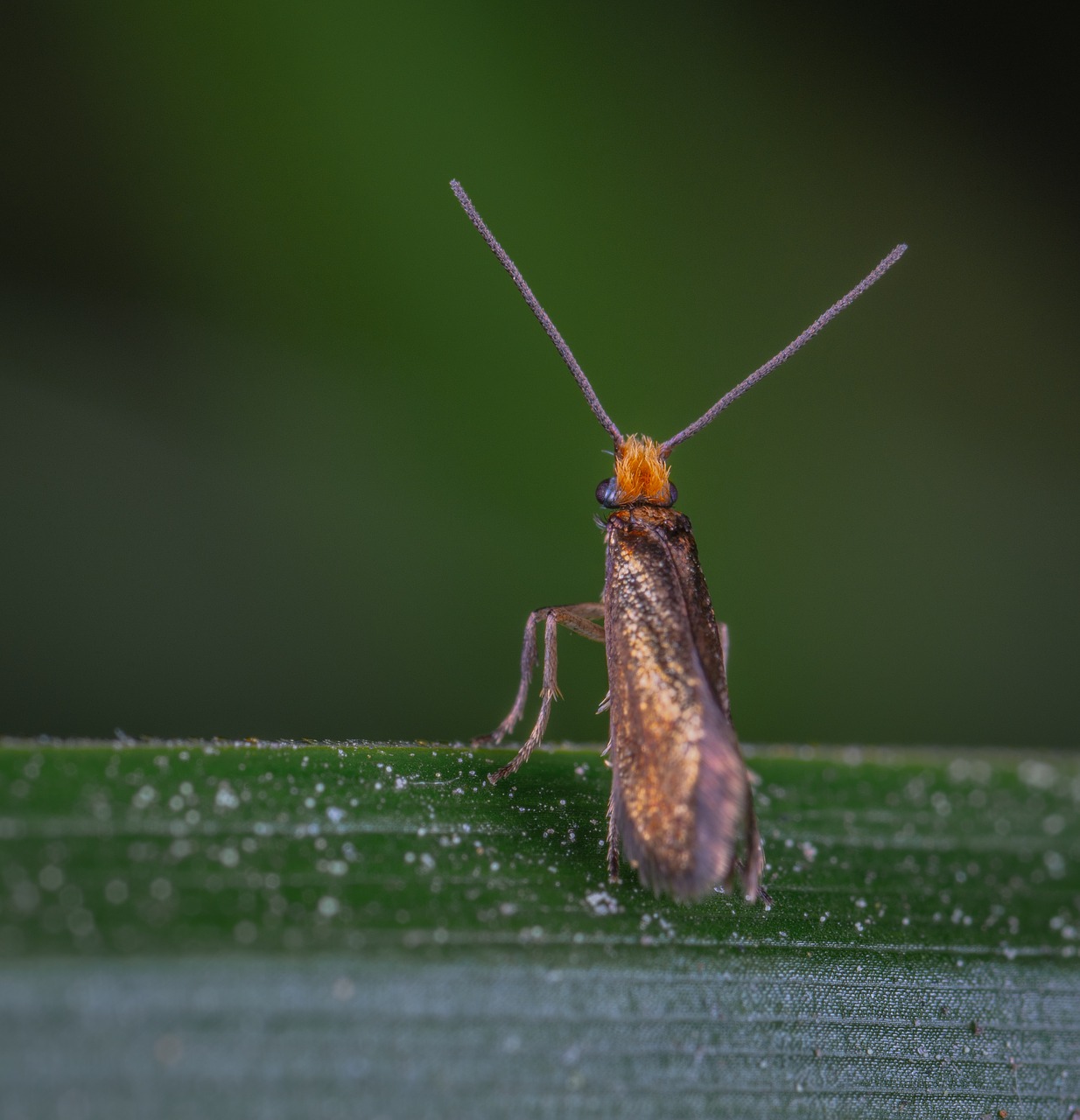 macro  insect  moth free photo