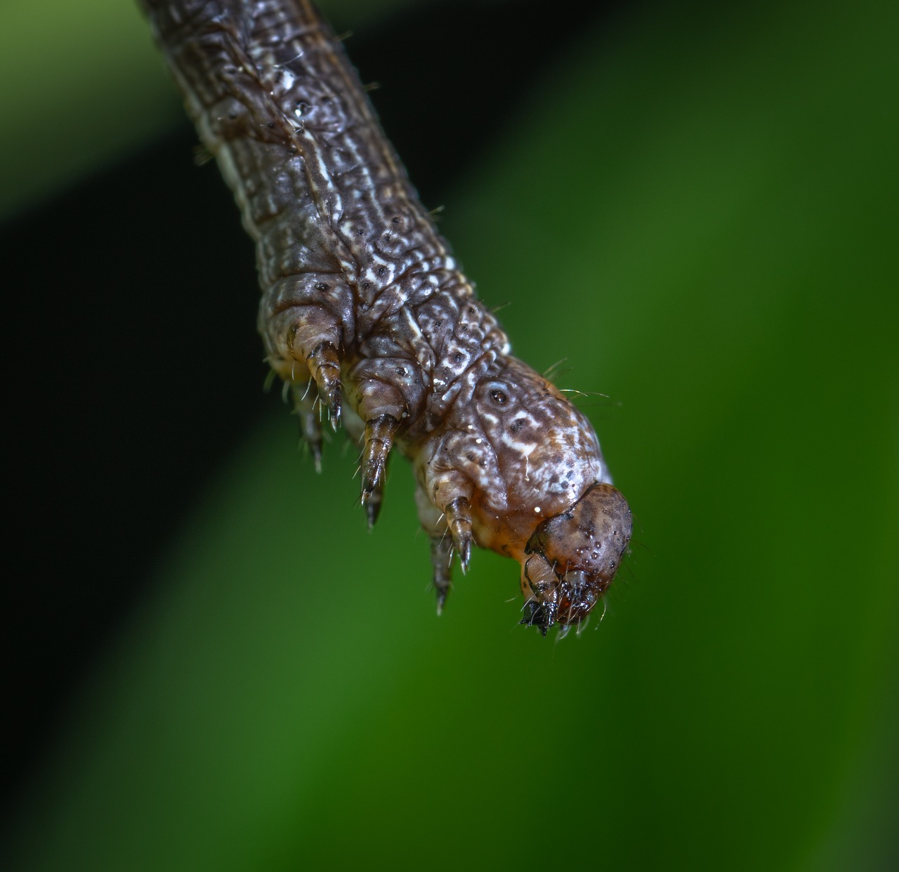 macro  insect  caterpillar free photo