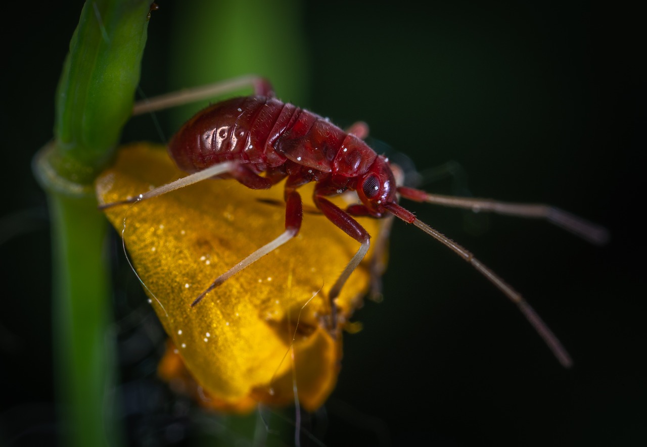 macro  insect  flower free photo