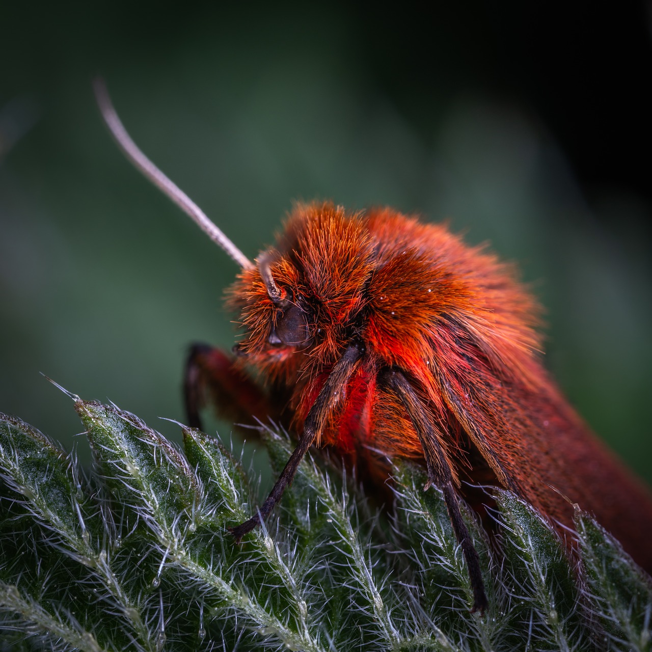 macro  insect  moth free photo