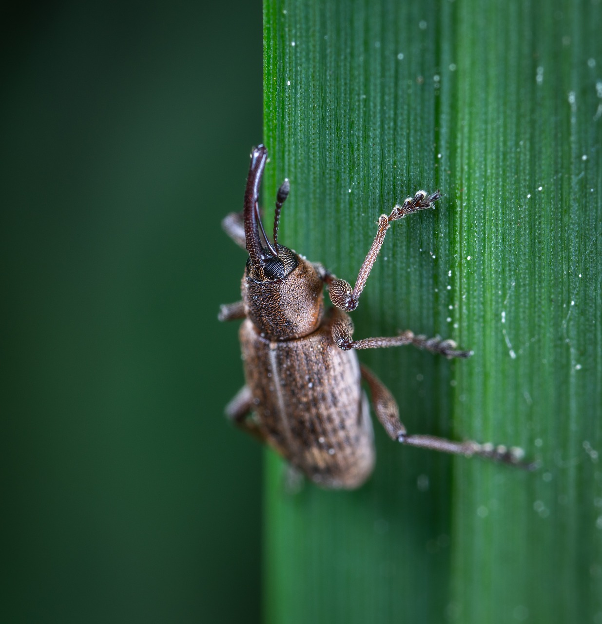 macro  insect  beetle free photo