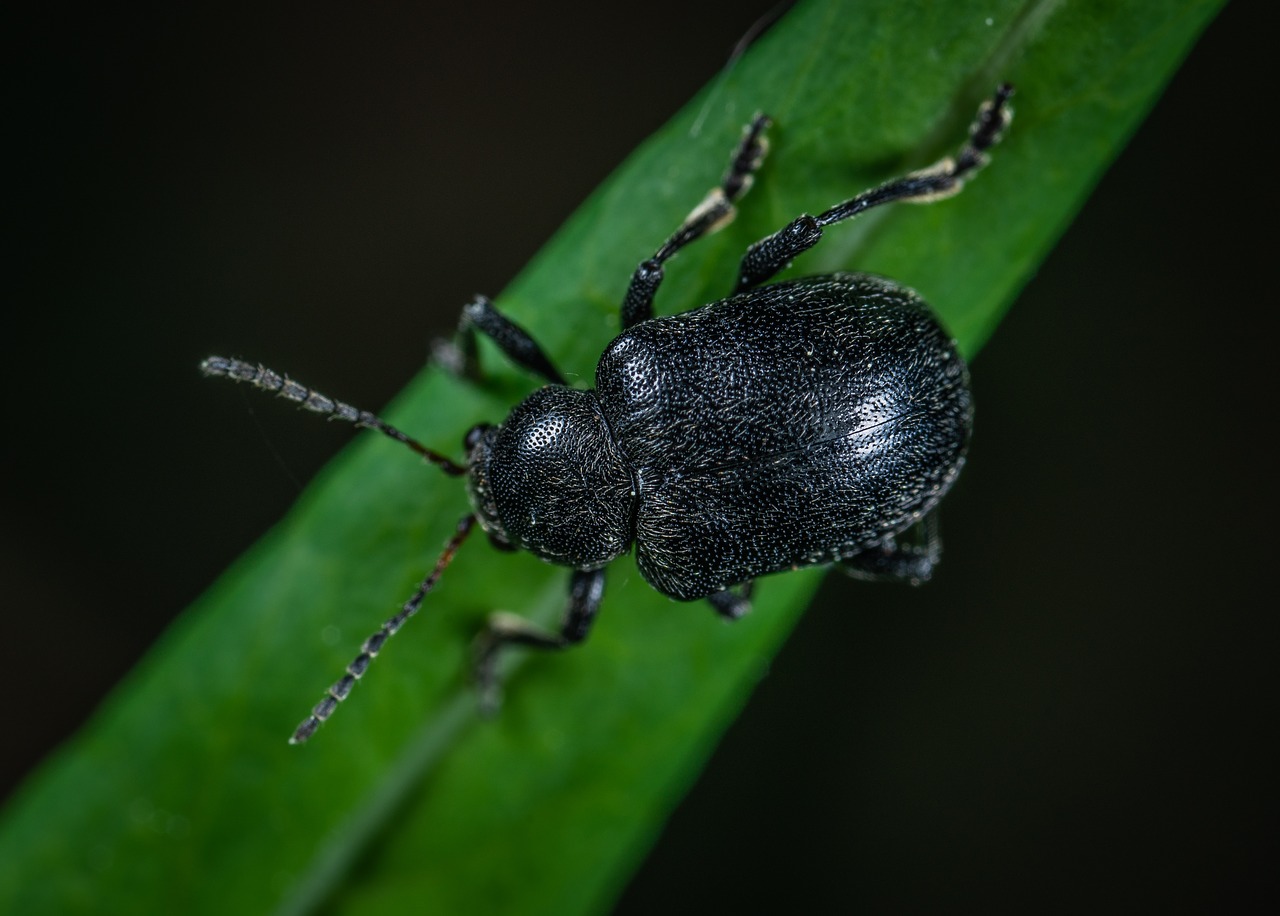 macro  insect  beetle free photo