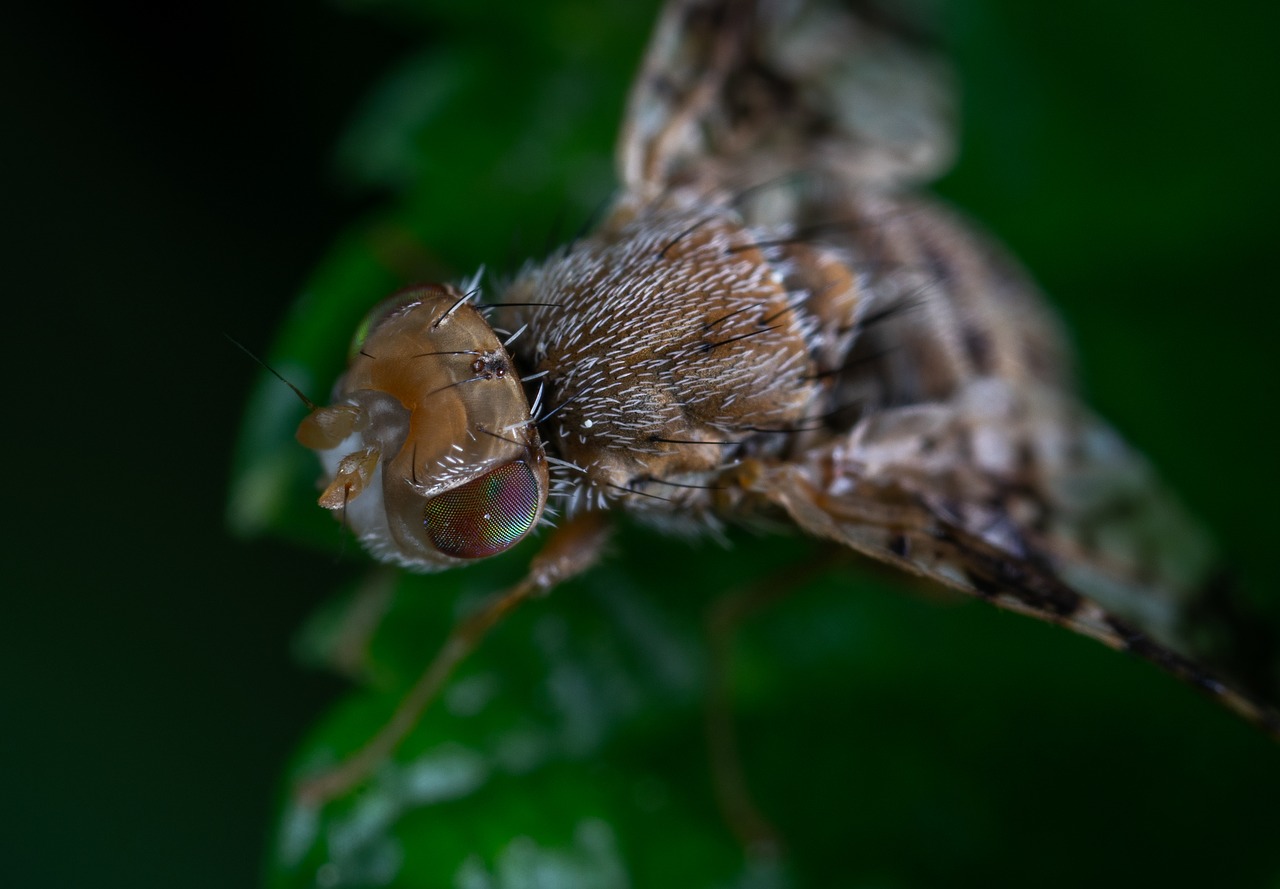 macro  fly  petrogradka free photo