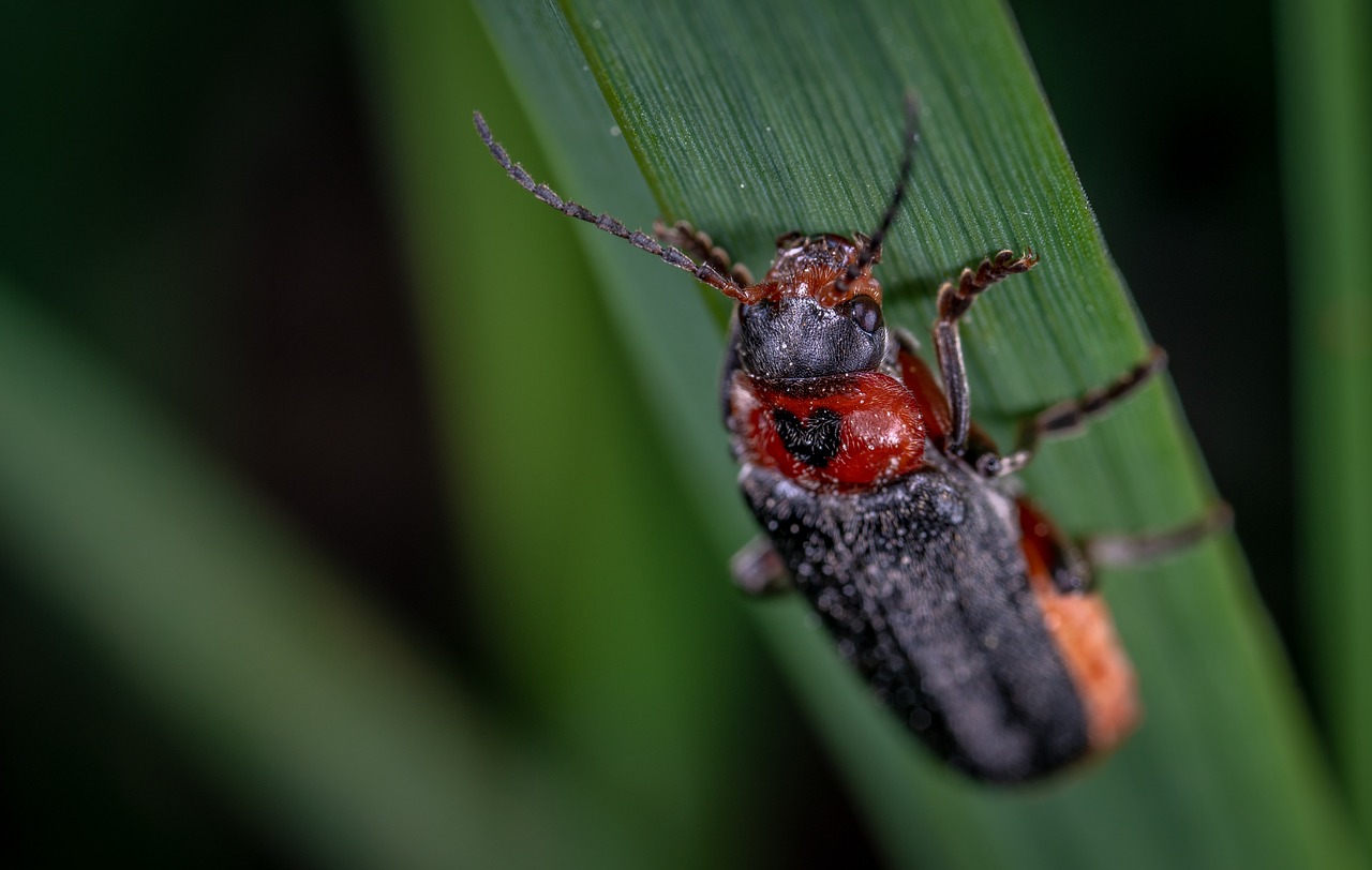 macro  beetle  insect free photo