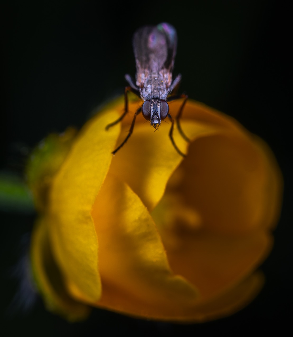 macro  insect  fly free photo